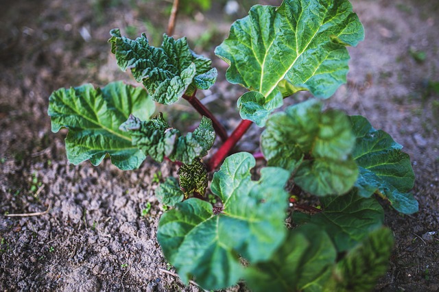 Rhubarb for the Prevention of Alzheimer's Disease